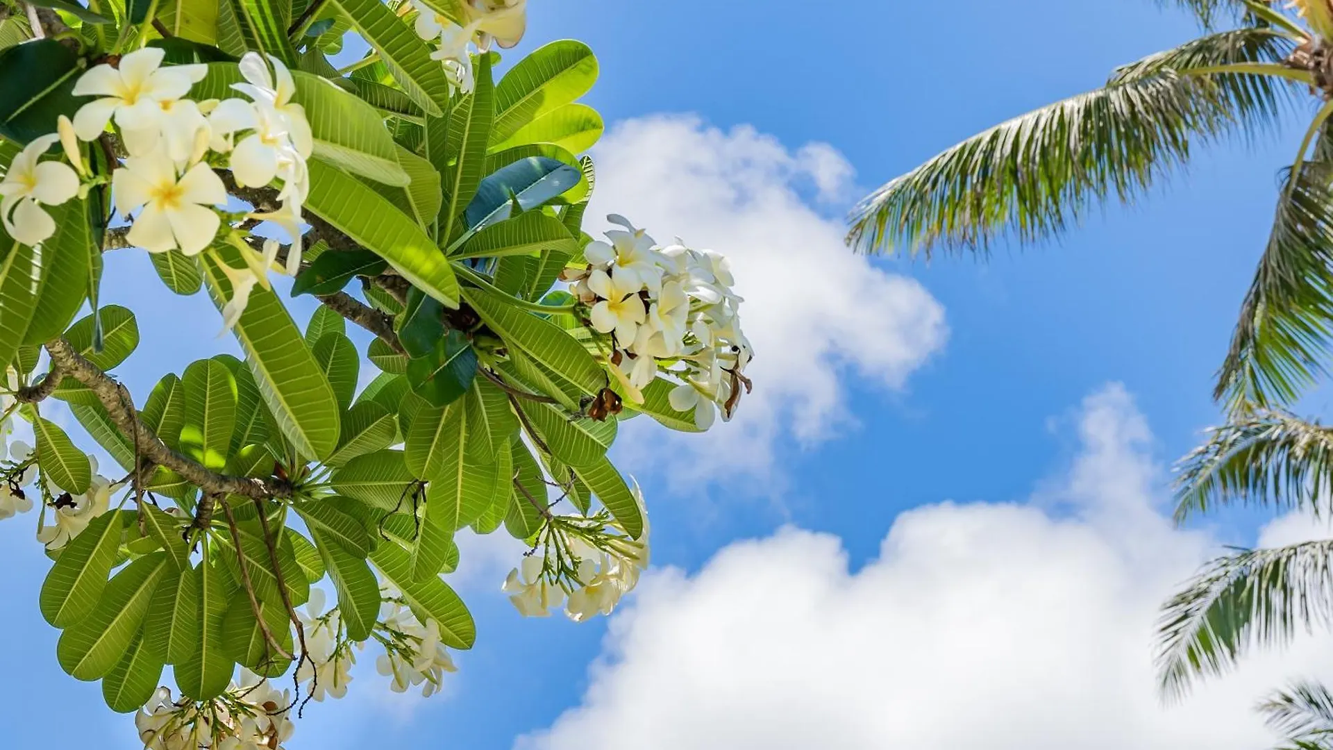 Plumeria Tree Hale - Golf Course View - Sleeps 4 Kahuku United States